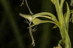 Green fringed orchid